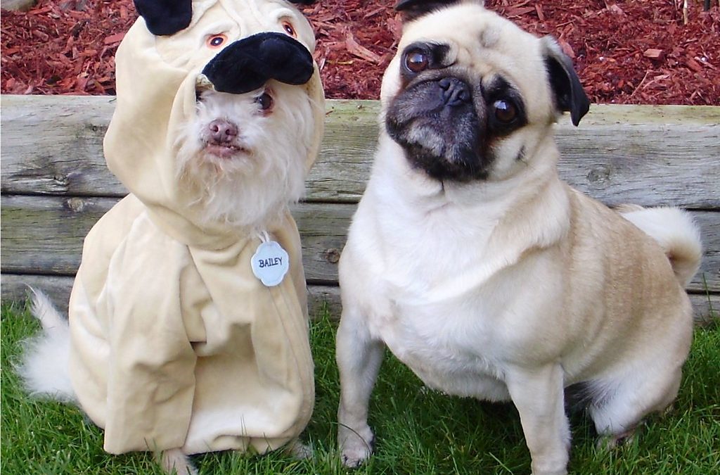 Imposter Pug
