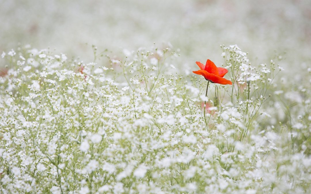 Poppy in a field of white flowers, standing out