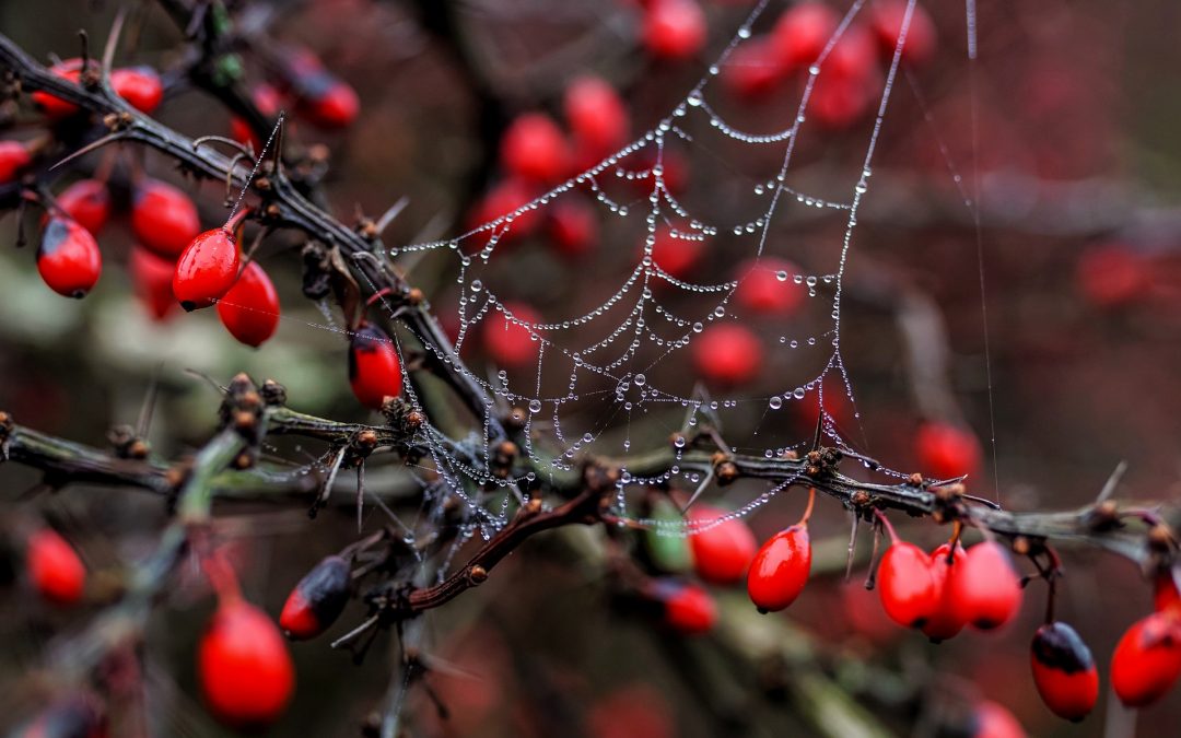 Spiders web on red berry tree, with dewdrops