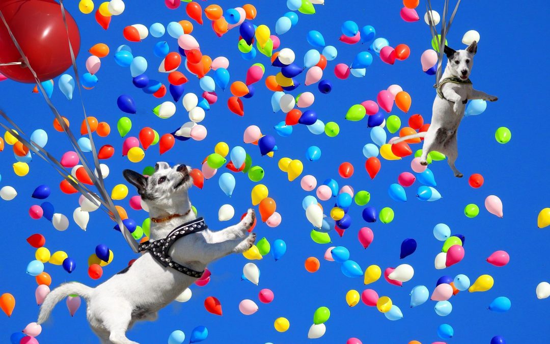 Dogs floating happily - tied to balloons
