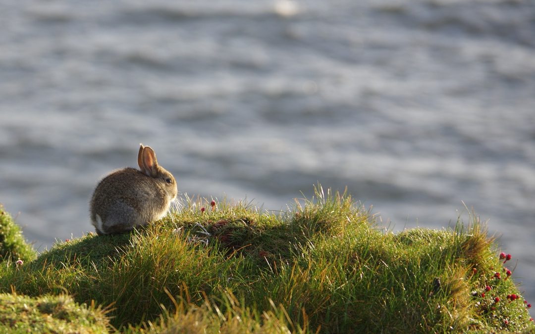 Rabbit looking over a cliff