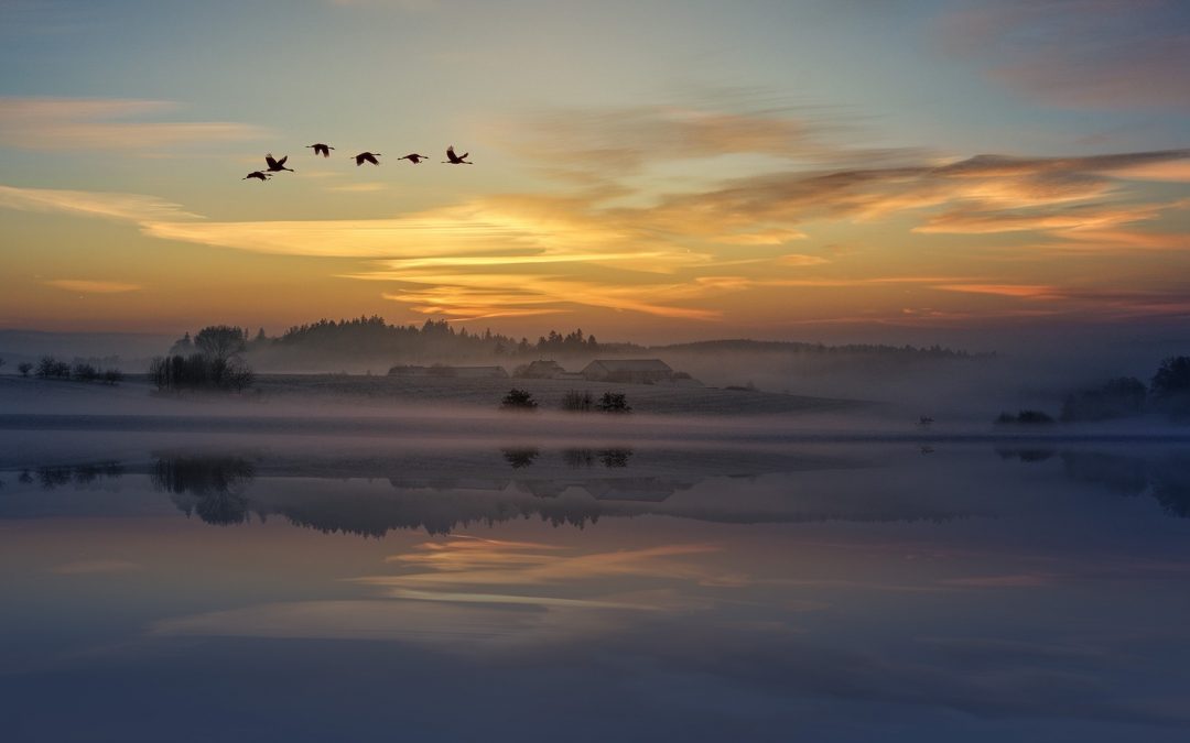 Birds flying over sunset