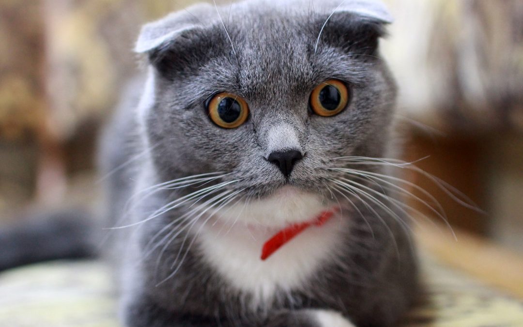 Cat with shocked looking expression