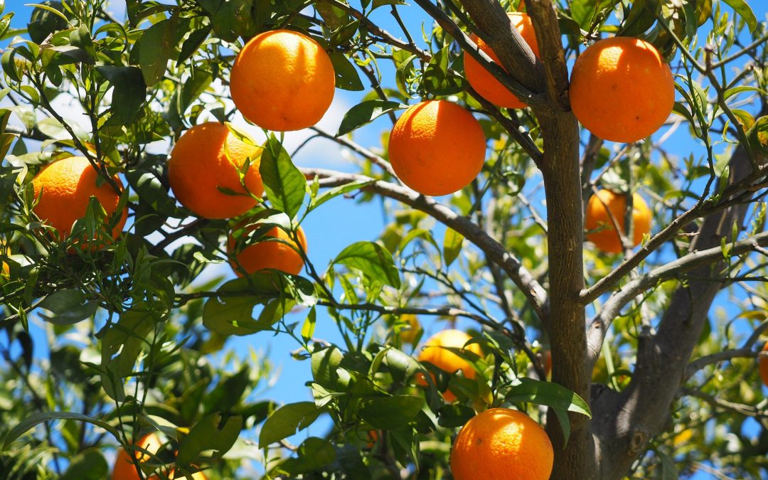 Oranges growing on a tree branch