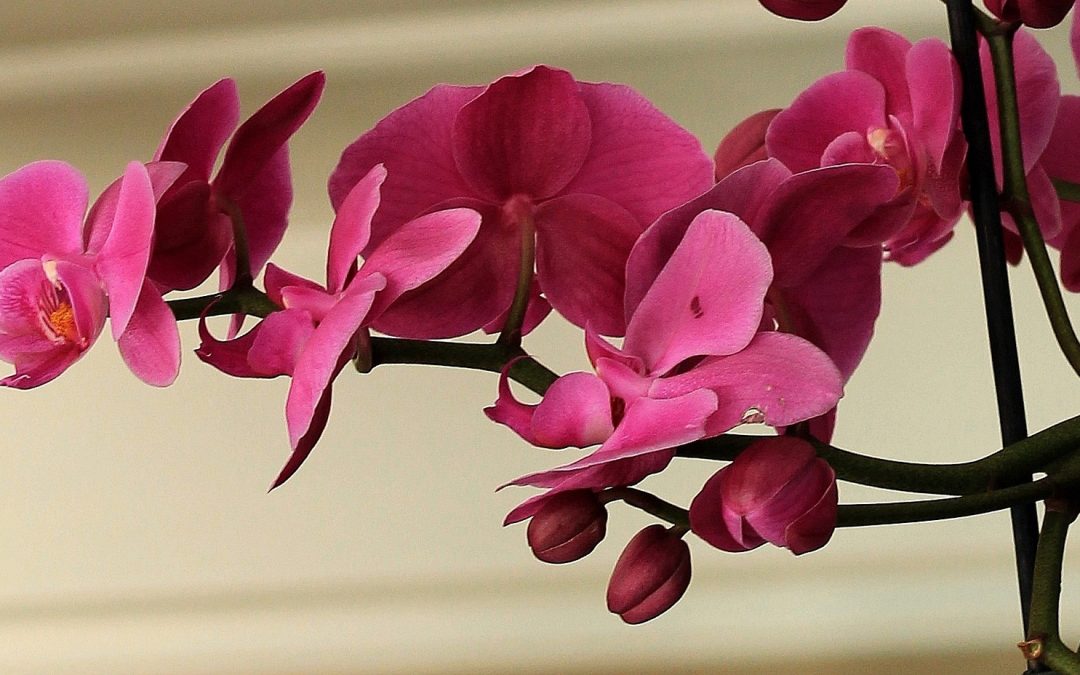 Purple orchid plant