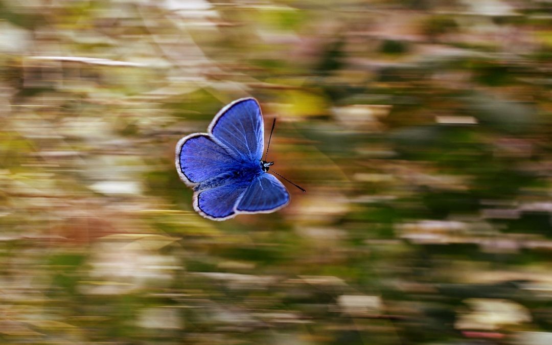 A Butterfly Flying With Time